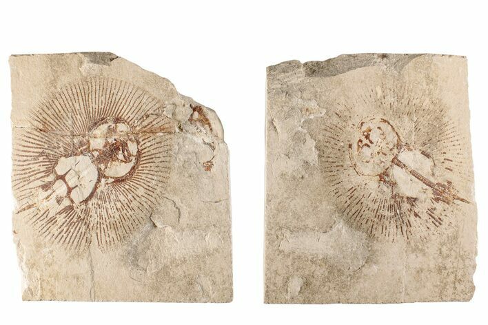 3.85" Cretaceous Ray (Cyclobatis) Pos/Neg - Hakel, Lebanon